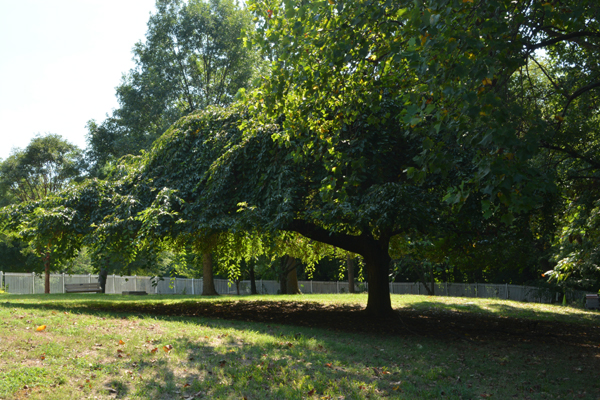 The grounds of Laurel Hill Mansion form a small arboretum.  Each tree is unique. 