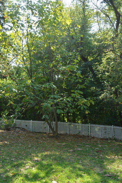 The grounds of Laurel Hill Mansion form a small arboretum.  Each tree is unique. 