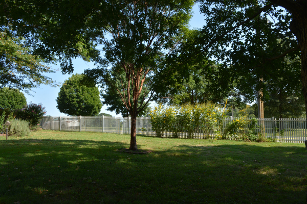 The grounds of Laurel Hill Mansion form a small arboretum.  Each tree is unique. 