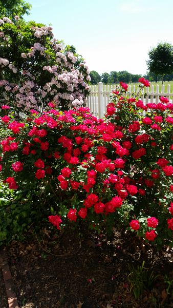 The roses bloom at Laurel Hill Mansion