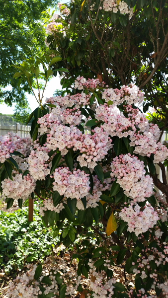 The laurel flowering at Laurel Hill Mansion